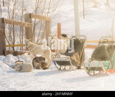 Sled utilizzato su niente uomo ghiacciaio per cane sledders Foto Stock