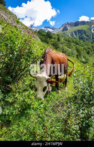 Mucche in pascoli alpini, Pralognan la Vanoise, Alpi francesi Foto Stock