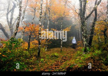 Le donne camminano sulle montagne foggy-to-Sea Trail, vicino a Craggy Gardens, Blue Ridge Parkway, Asheville, Carolina del Nord, Stati Uniti Foto Stock