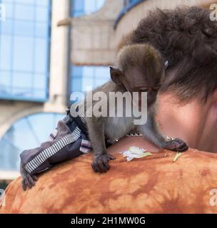 ROSTOV-ON-DON, RUSSIA-AGOSTO 24 - Una scimmia che mangia cavolo sulla spalla del proprietario nel 24 agosto 2013 a Rostov-on-Don Foto Stock