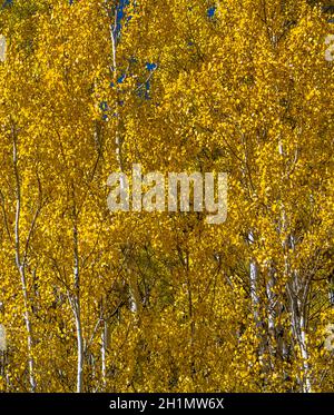 PINE CREEK COOKHOUSE ASCHCROFT COLORADO USA Foto Stock