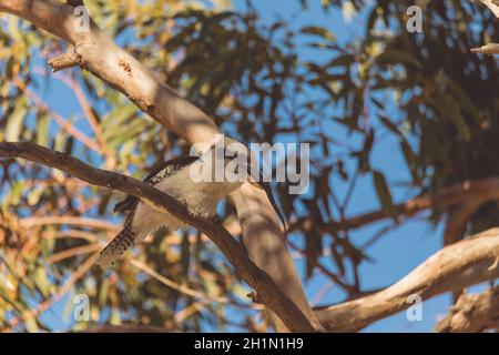 Un Kokaburra Laughing che mangia un serpente Foto Stock