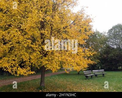 Lindenbaum; tilia platyphyllos,, Herbst Foto Stock