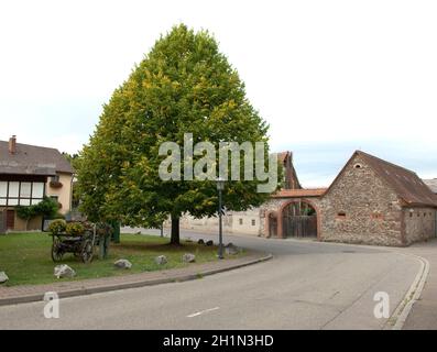 Lindenbaum; tilia platyphyllos, Foto Stock