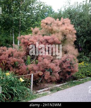 Perueckenstrauch, Cotinus coggygria Foto Stock