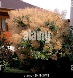 Perueckenstrauch; Cotinus coggygria Foto Stock