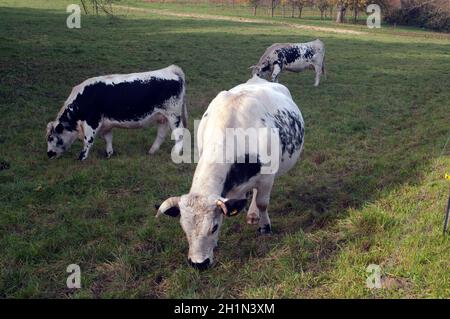 Pustertaler Schecken,, la cotenna Foto Stock