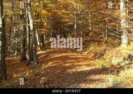 A Buchenwald, Herbst, Herbstblaetter Foto Stock