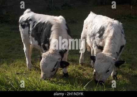 Pustertaler Schecken,, la cotenna Foto Stock