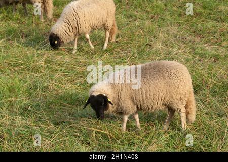 Rhoenschafe, Arche-Hof, Bedrohte Foto Stock