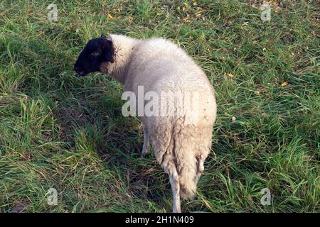 Rhoenschafe, Arche-Hof, Bedrohte Foto Stock