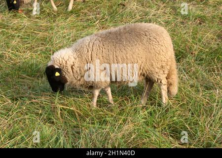 Rhoenschafe, Arche-Hof, Bedrohte Foto Stock