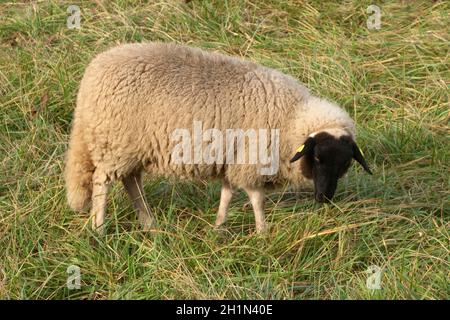 Rhoenschafe, Arche-Hof, Bedrohte Foto Stock