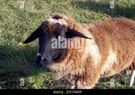 Rhoenschafe, Arche-Hof, Bedrohte Foto Stock