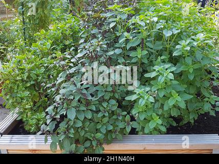 Hochbeet, Kraeuter, Gemuese Foto Stock