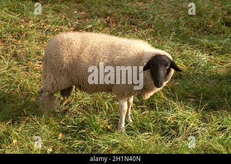 Rhoenschafe, Arche-Hof, Bedrohte Foto Stock