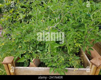 Barbabietola, Tomaten, Lycopersicon, esculentum Foto Stock
