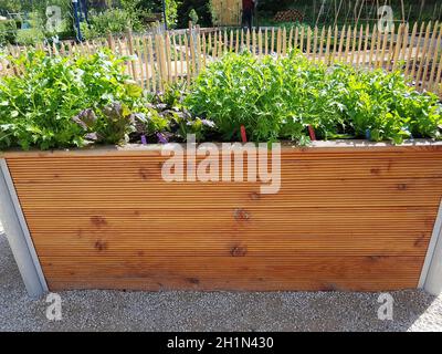 Hochbeet, Kraeuter, Gemuese Foto Stock