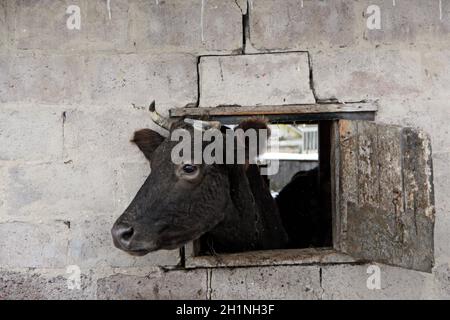 Mucca che guarda fuori dalla finestra di capannone su muro di mattoni. Mucca che mostra la sua testa dal capannone e nascondendosi all'interno Foto Stock