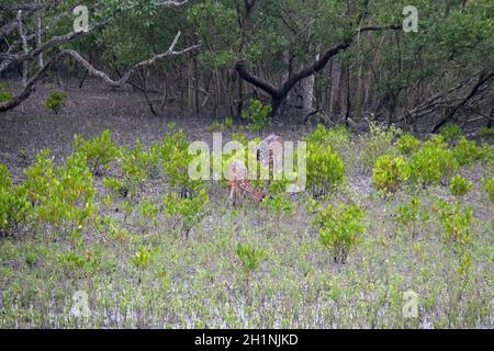 Giovane cervo civile, asse, foresta di mangrovie, Sundarbans, delta di Gange, Bengala Occidentale, India Foto Stock