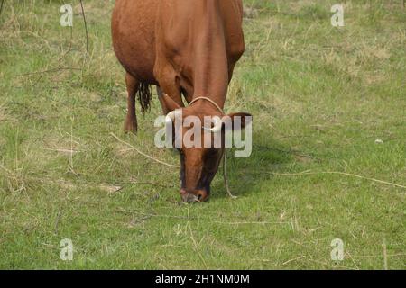 Una mucca è il pascolo in un prato. Brown cow mangiare erba nel campo Foto Stock