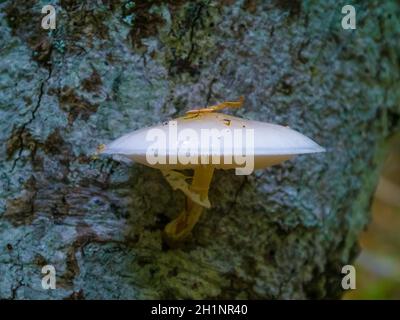 Primo piano di un paio di funghi polyporus squamosus che crescono su un albero vivo nella foresta, che illustra la simbiosi e l'interazione di vari viventi Foto Stock