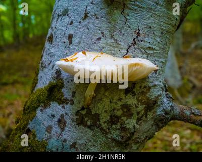 Primo piano di un paio di funghi polyporus squamosus che crescono su un albero vivo nella foresta, che illustra la simbiosi e l'interazione di vari viventi Foto Stock