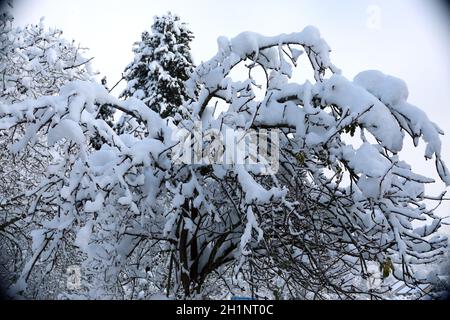 Themenbild - Wintereinbruch im Schwarzwald. Große Neuschneemengen lassen die Äste der Bäume Knicken Foto Stock