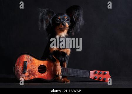 Un piccolo cane musicista nero e rosso della Razza di giocattoli russa (terrier giocattolo) è seduto su uno sfondo nero in uno studio al chiuso accanto a una chitarra Foto Stock