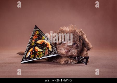 Un piccolo cucciolo bruno razza Russo colorato lapdog con un balalaika su sfondo marrone Foto Stock