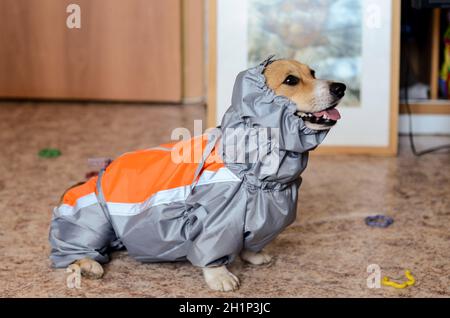 Il cane nei suoi vestiti. Una giacca per un cane. Vestibilità. Foto Stock