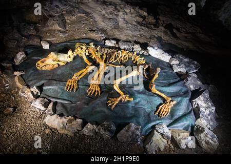 Ricostruzione di uno scheletro di orso caverna, in una grotta in Romania. Foto Stock