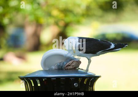 Culo nero Larus dominicanus alla ricerca di cibo in un cestino rifiuti. Auckland Domain. Auckland. Isola del Nord. Nuova Zelanda. Foto Stock