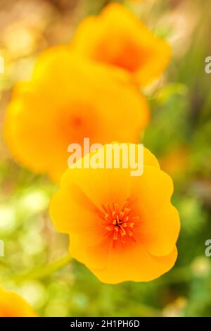 Giallo arancione California papavero da sopra Macro primo piano di California papavero dettaglio. Fiore luminoso in pieno fiore retroilluminato con sfondo sfocato. Foto Stock