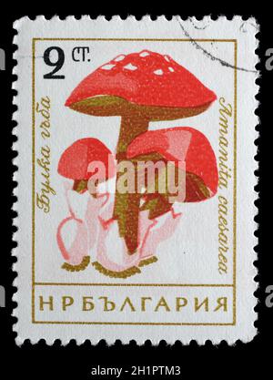 Timbro stampato in Bulgaria mostra Caesars fungo Amanita cesarea, circa 1961. Foto Stock