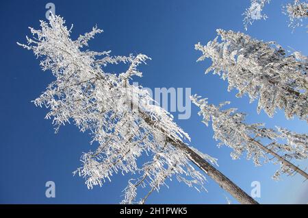 Winterwonderland auf dem Grünberg (Gmunden, Salzkammergut, Oberösterreich, Österreich) - Winter Wonderland sul Grünberg (Gmunden, Salzkammergut, Up Foto Stock