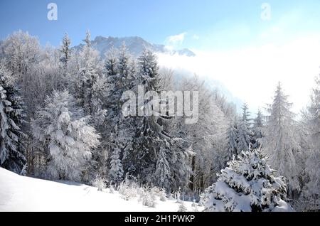 Winterwonderland auf dem Grünberg (Gmunden, Salzkammergut, Oberösterreich, Österreich) - Winter Wonderland sul Grünberg (Gmunden, Salzkammergut, Up Foto Stock