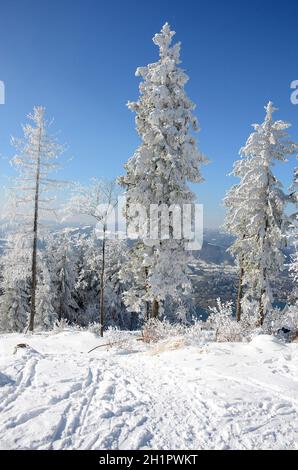 Winterwonderland auf dem Grünberg (Gmunden, Salzkammergut, Oberösterreich, Österreich) - Winter Wonderland sul Grünberg (Gmunden, Salzkammergut, Up Foto Stock