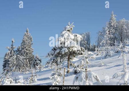 Winterwonderland auf dem Grünberg (Gmunden, Salzkammergut, Oberösterreich, Österreich) - Winter Wonderland sul Grünberg (Gmunden, Salzkammergut, Up Foto Stock