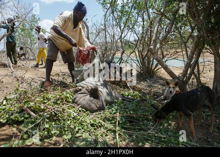 Kilifi, Kenya. 7 ottobre 2021. Un uomo impacca la carne da portare a casa dopo la macellazione di una vacca debole che stava quasi morendo a causa della fame e della sete.i residenti di Kilifi, Lamu e Tana River insieme al loro bestiame nella regione costiera del Kenya stanno affrontando la fame a causa della siccità in corso. Il mese scorso, il presidente Uhuru Kenyatta ha dichiarato la siccità un ''disastro nazionale'' e ha ordinato l'immediato rilascio di cibo di soccorso per le vittime che il governo ha iniziato a distribuire la scorsa settimana. (Credit Image: © Bonifacio Muthoni/SOPA Images via ZUMA Press Wire) Foto Stock