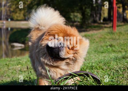 Un grande cane di razza Chow Chow, dai capelli rossi e agile, si allaga dall'acqua e si scuote per diventare asciutto Foto Stock