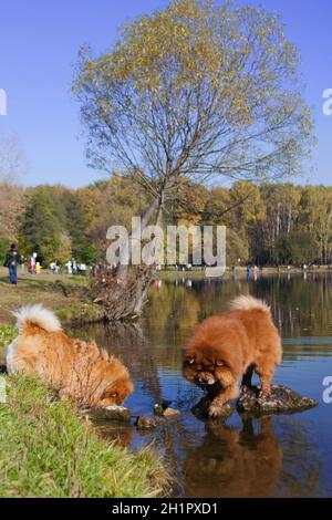 Due grandi cani di razza Chow Chow, dai capelli rossi, si trovano su una pietra in un grande stagno con riflessi blu, in estate Foto Stock