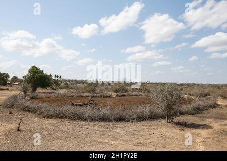 Kilifi, Kenya. 7 ottobre 2021. Un'ombra di bestiame deserta nel villaggio di Mideteni, una delle aree colpite dalla siccità. I residenti di Kilifi, Lamu e Tana River insieme al loro bestiame nella regione costiera del Kenya stanno affrontando la fame a causa della siccità in corso. Il mese scorso, il presidente Uhuru Kenyatta ha dichiarato la siccità un ''disastro nazionale'' e ha ordinato l'immediato rilascio di cibo di soccorso per le vittime che il governo ha iniziato a distribuire la scorsa settimana. (Credit Image: © Bonifacio Muthoni/SOPA Images via ZUMA Press Wire) Foto Stock