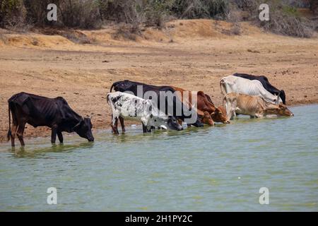 Kilifi, Kenya. 7 ottobre 2021. Un gregge di bestiame appassito visto acqua potabile da Ngite Water Pan è l'unico che rimane nella zona a causa della siccità.residenti di Kilifi, Lamu, e fiume Tana con il loro bestiame nella regione costiera del Kenya stanno affrontando la fame a causa della siccità in corso. Il mese scorso, il presidente Uhuru Kenyatta ha dichiarato la siccità un ''disastro nazionale'' e ha ordinato l'immediato rilascio di cibo di soccorso per le vittime che il governo ha iniziato a distribuire la scorsa settimana. (Credit Image: © Bonifacio Muthoni/SOPA Images via ZUMA Press Wire) Foto Stock