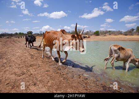 Kilifi, Kenya. 7 ottobre 2021. Una mandria di teste di bestiame appassito per bere acqua dalla vasca di acqua di Ngite l'unico che rimane nella zona a causa della siccità.residenti di Kilifi, Lamu, e fiume Tana con il loro bestiame nella regione costiera del Kenya stanno affrontando la fame a causa della siccità in corso. Il mese scorso, il presidente Uhuru Kenyatta ha dichiarato la siccità un ''disastro nazionale'' e ha ordinato l'immediato rilascio di cibo di soccorso per le vittime che il governo ha iniziato a distribuire la scorsa settimana. (Credit Image: © Bonifacio Muthoni/SOPA Images via ZUMA Press Wire) Foto Stock