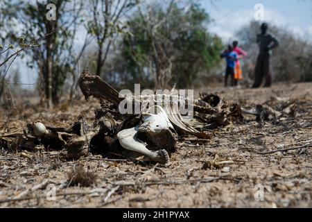 Kilifi, Kenya. 7 ottobre 2021. (NOTA DEI REDATTORI: L'immagine raffigura la morte) la carcassa di bestiame nel villaggio di Mideteni è morta a causa della fame e della sete.i residenti di Kilifi, Lamu e Tana River insieme al loro bestiame nella regione costiera del Kenya stanno affrontando la fame a causa della siccità in corso. Il mese scorso, il presidente Uhuru Kenyatta ha dichiarato la siccità un ''disastro nazionale'' e ha ordinato l'immediato rilascio di cibo di soccorso per le vittime che il governo ha iniziato a distribuire la scorsa settimana. (Credit Image: © Bonifacio Muthoni/SOPA Images via ZUMA Press Wire) Foto Stock