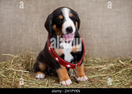 Un cucciolo nero e rosso e bianco di razza svizzera Entlebücher Sennenhund siede in un collare rosso di un cane di salvataggio, che è grande per lui, su un Foto Stock