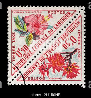 Francobollo stampato in Camerun mostra fiori con l'iscrizione Hibiscus rosa sinensis ed Erythrina, della serie Fiori, circa 1963 Foto Stock