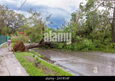 Santa Clara, Cuba, settembre 10, 2017: gli alberi caduti a terra, danni da Irma uragano Foto Stock