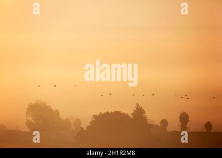 Gru comuni che volano all'alba lungo la valle di Hula, un corridoio importante per gli uccelli migratori dall'Europa e dall'Asia all'Africa in autunno Foto Stock